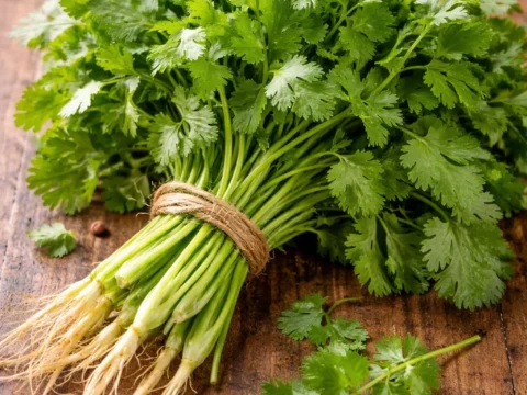 パクチーとは？使い方・苦手な人向けの代用品・保存方法まとめ｜世界の料理を彩る万能ハーブ